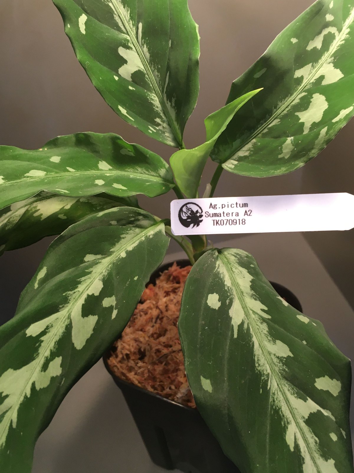 Aglaonema pictum from Sumatera A2 [TK070918]タグ付
