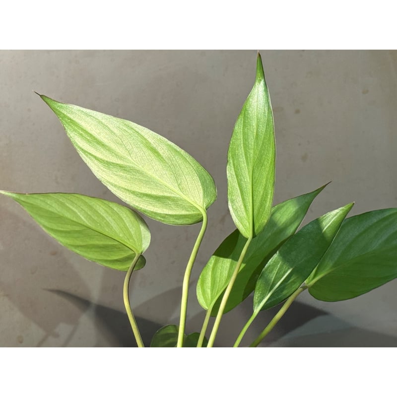 Homalomena limnogena from Pulau Belitung [カミハタ