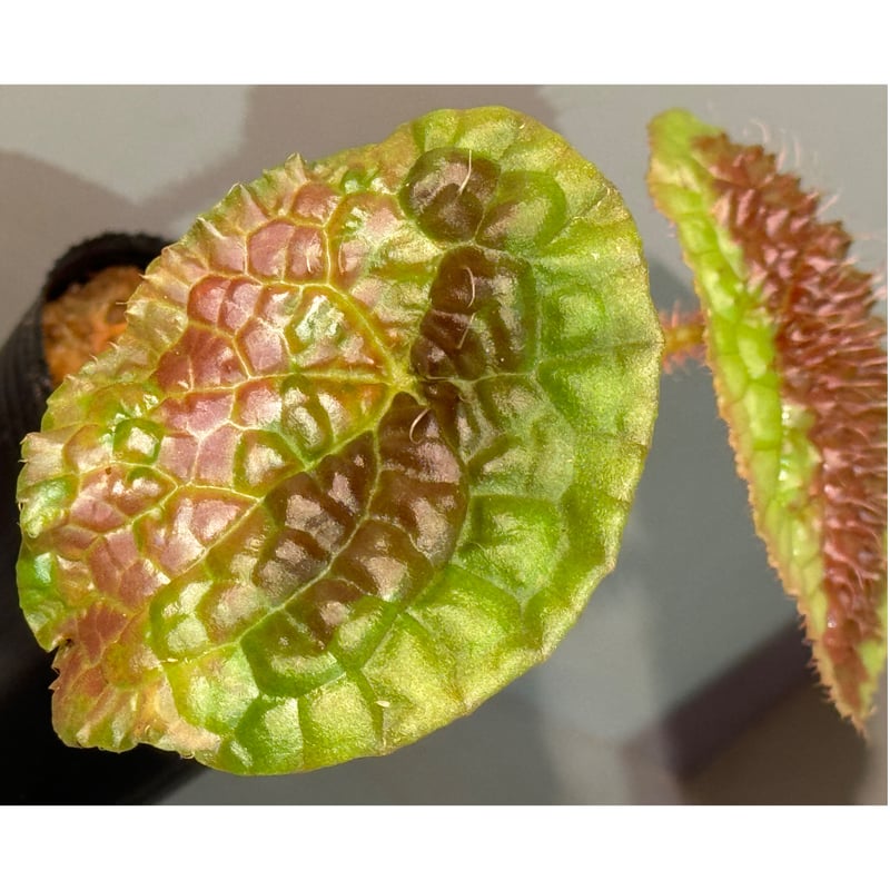 Begonia susaniae | M・R・G・R