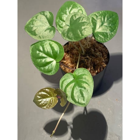 Unknown from Iquitos Peru [tanakay]