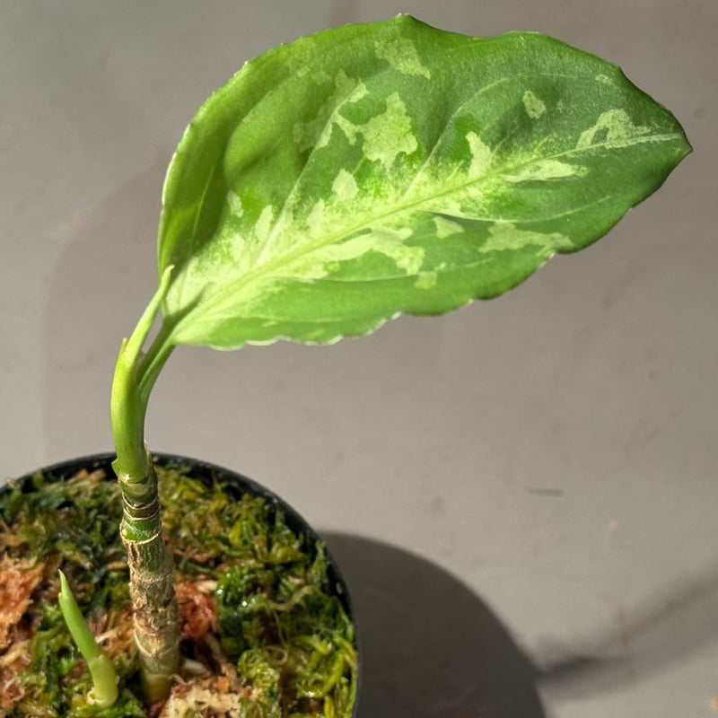 タグ付き2芽) Aglaonema pictum CW1507 モザイク from Suma