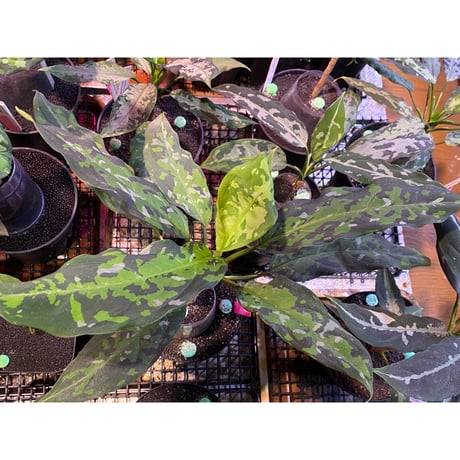 Aglaonema pictum from Aceh sumatera [T-120119] X産地