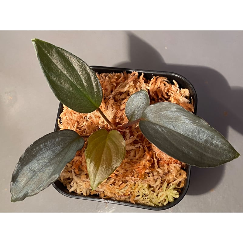 Homalomena sp.