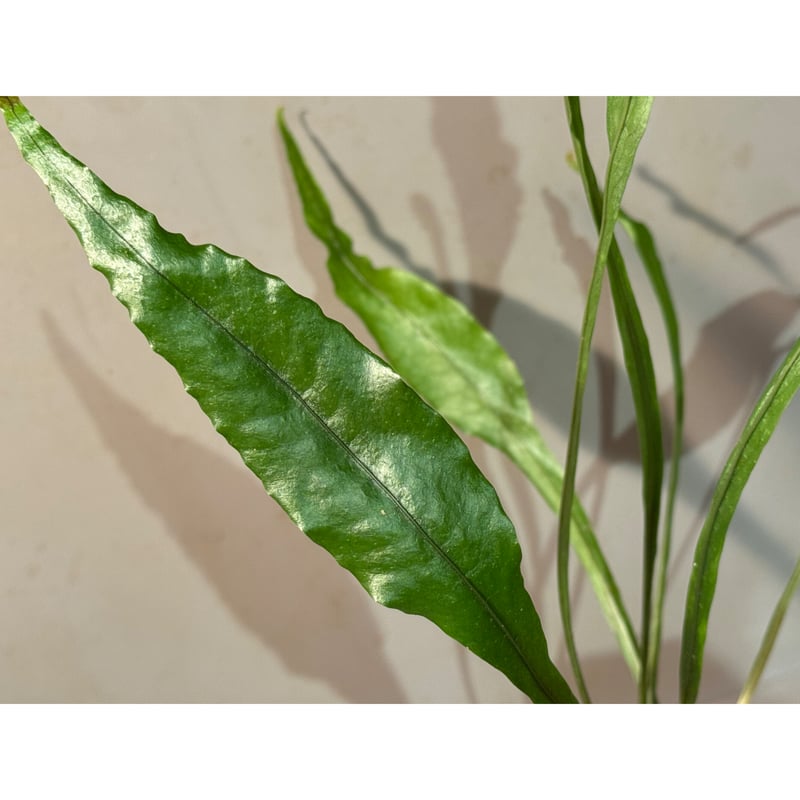 Microsorum sp. 奄美大島 | M・R・G・R