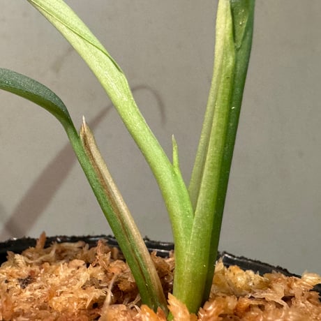 Schismatoglottis sp. "Narrow" from Kpg Lui Muda [AZ0412-3]