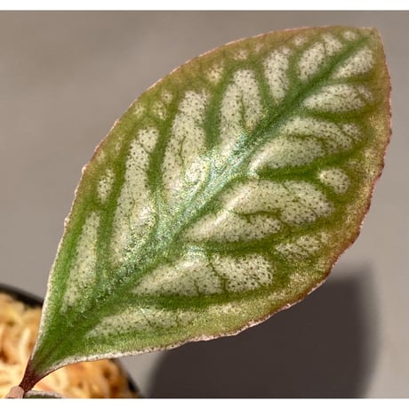 Ardisia sp. from Aceh sumatera [LA]