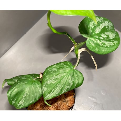 Philodendron sp. from Colombia [tanakay]
