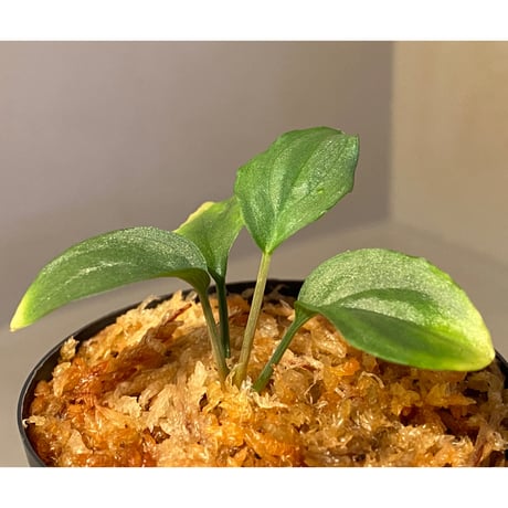 Homalomena sp. "Shirogane" SGP from Pulau Linga [HW1017-XX]