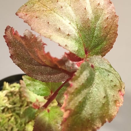 Begonia sp. from Tawau [TK071116-1]
