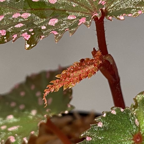 Begonia gracilicyma from Sumatra Barat [TB]
