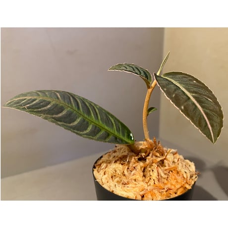 Labisia sp. "Sumatera Pink"