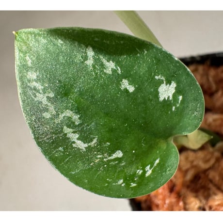 Scindapsus pictus "Tricolor" from West Borneo