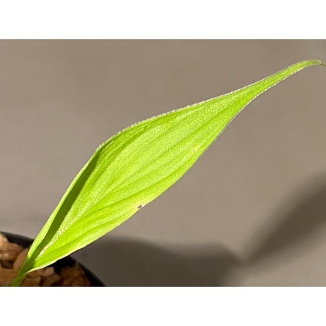 Homalomena sp. "蛟" from Sumatera Utara [LA0318-02]
