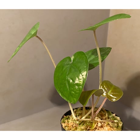 Unknown from Iquitos Peru [tanakay]