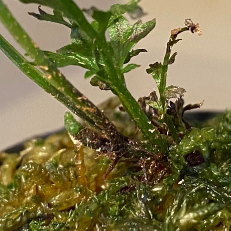 Bolbitis heteroclita cuspidata