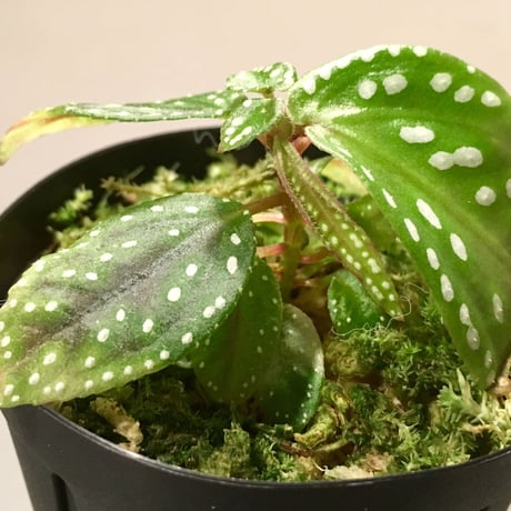 Sonerila sp. from Vietnam