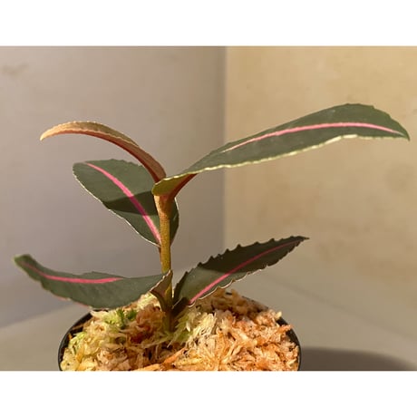 Labisia sp. from Sumatera barat [TB]