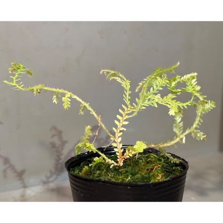 Selaginella sp. from Prachuap Khiri Khan Thailand