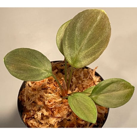 Homalomena sp. from Solok sumatera [LA0315-2]