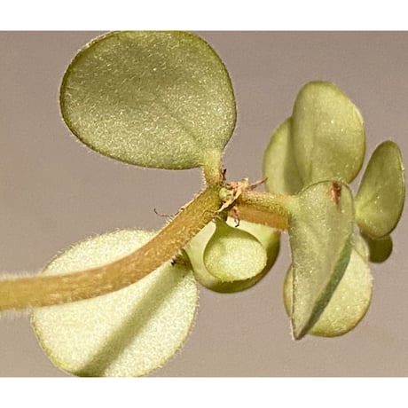 Peperomia verticillata from Cuba