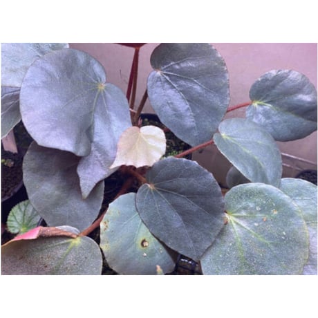Begonia sp. f1 from Sumatera [NT ORCHID]