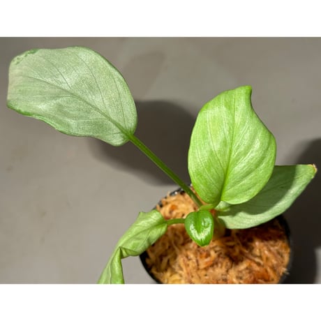 Homalomena sp. "Shirogane" SGG from Pulau Linga [HW1017-XX]