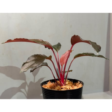 Homalomena sp. "Neon Purple" from Malaysia ②