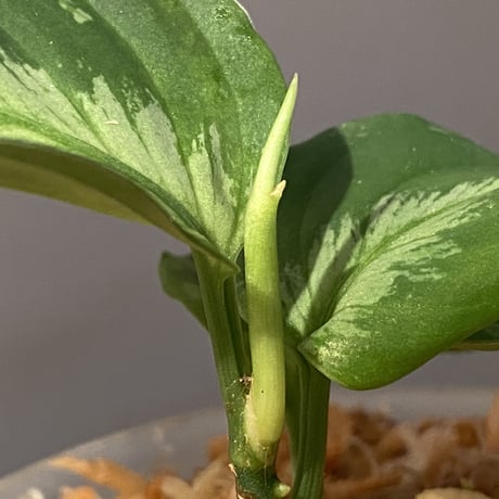 Aglaonema pictum “Purple Rain” BNN from Sibolga timur ［AZ0516-2e］