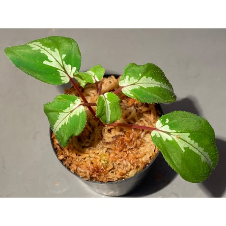 専用希少❣️Melastoma sp. Sibolgaメラストマ　シボルガソネリラ 専用希少❣️Melastoma sp. Sibolgaメラストマ シボルガソネリラ 専用