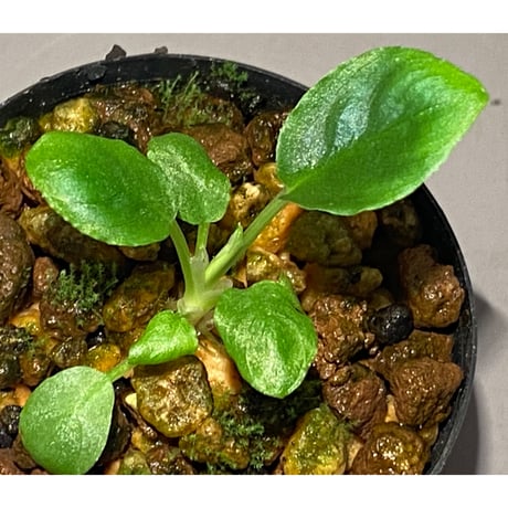 Borneoa gampsospadix スキスマグロッティスMIDOLLICA Borneoa gampsospadix スキスマグロッティスMIDOLLICA Borneoa