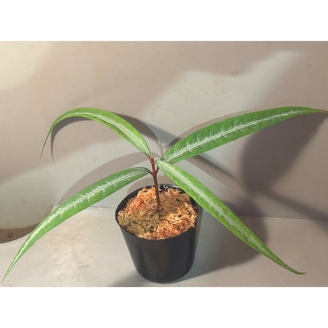 Labisia sp. from "Lebong" Bengkulu [TB]
