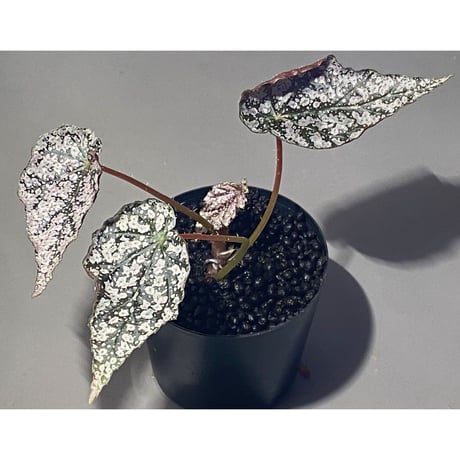 Begonia formosana from Taiwan
