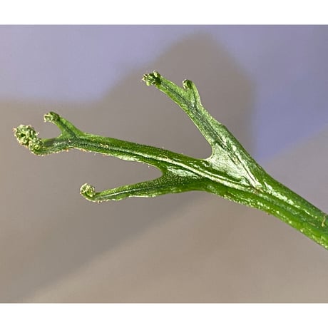 Microsorium sp. from Saripoi [LA0515-02]