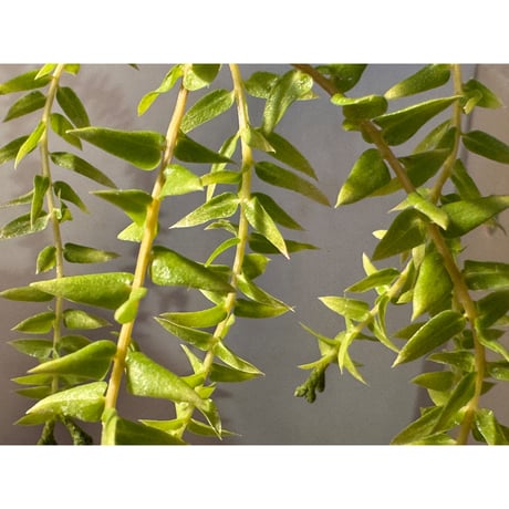 Phlegmariurus phlegmaria