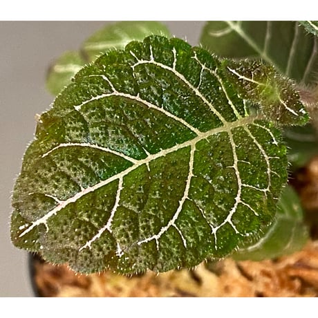 Pearcea hypocyrtiflora from Rio Napo Ecuador [tanakay] 赤葉脈