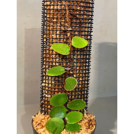 Pyrrosia nummularifolia from Santa Fe Luzon Philippines [KSB]