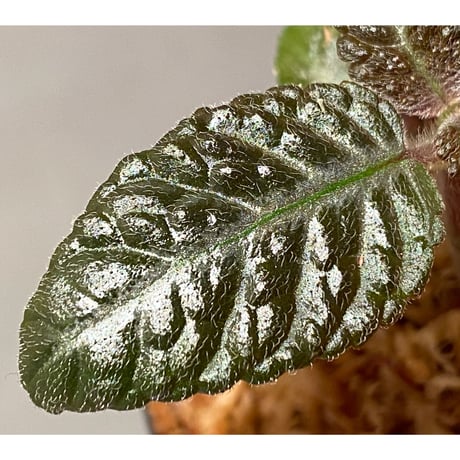 Nautilocalyx sp. 伊藤蟻植物農園