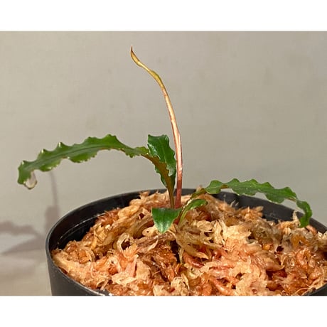 Schismatoglottis sp. "Dragon Tail" from Pangkalan Bun
