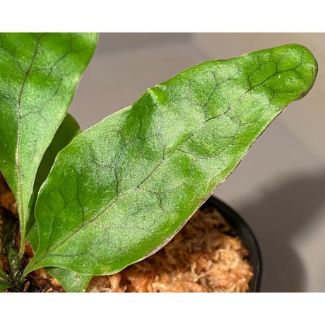 Christiopteris varians from New Caledonia [KSB]