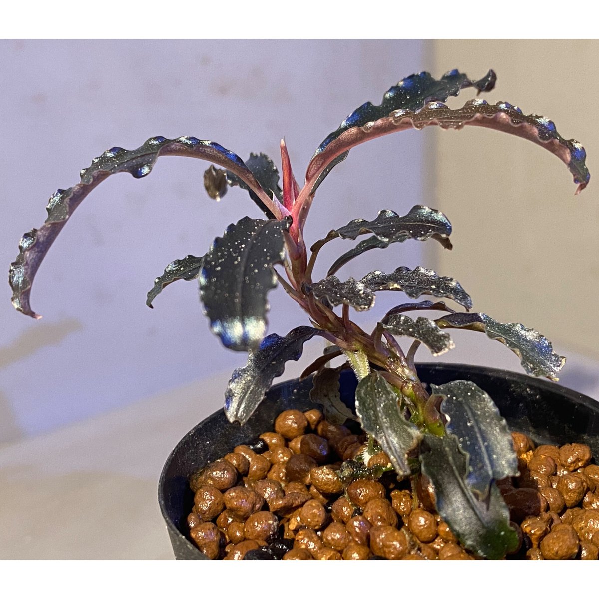 p*y様 ☆Bucephalandra motleyana 縞葉の珍品(Bucephalandra sp p*y様 ☆Bucephalandra motleyana 縞葉の珍品(Bucephalandra sp