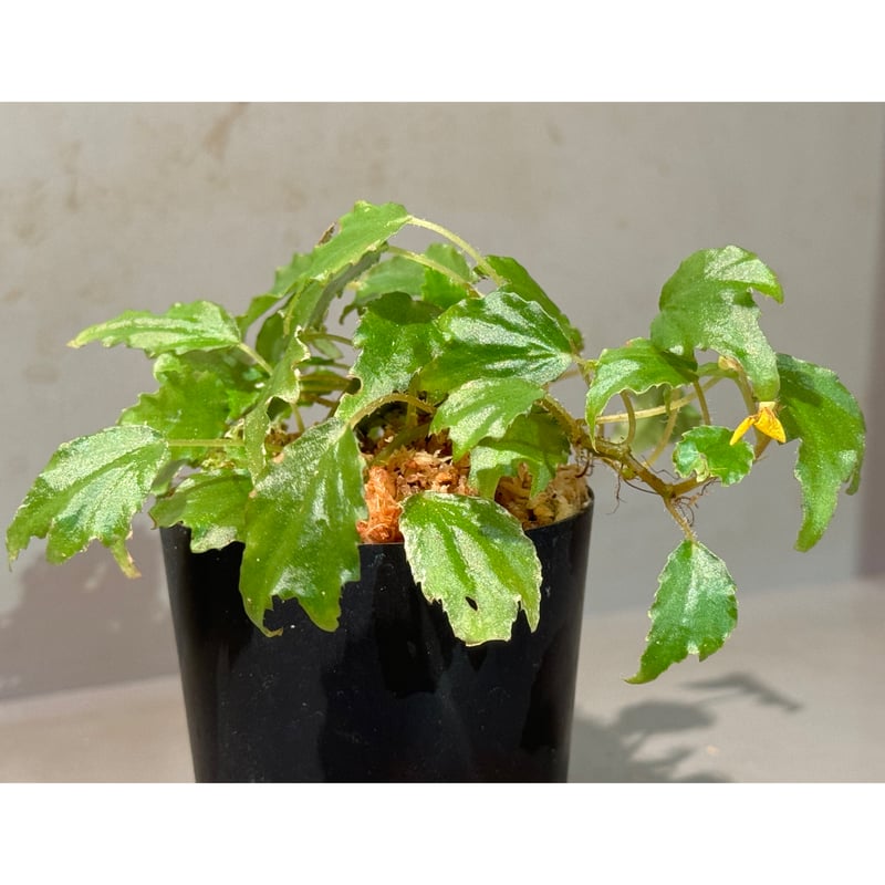 Begonia prismatocarpa 'Variegata' | M・R・G・R