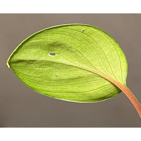 Homalomena terajaensis "Labi" Green Brunei [TB]