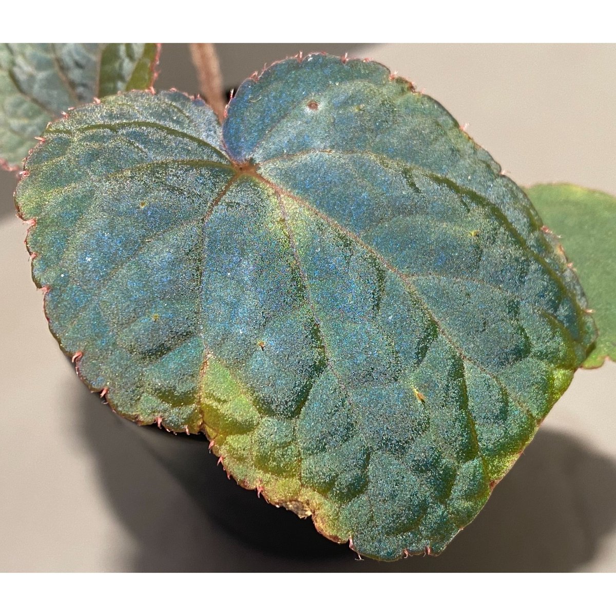 Begonia sp. from Bac Kan [YH1117] TK | M・R・G・R