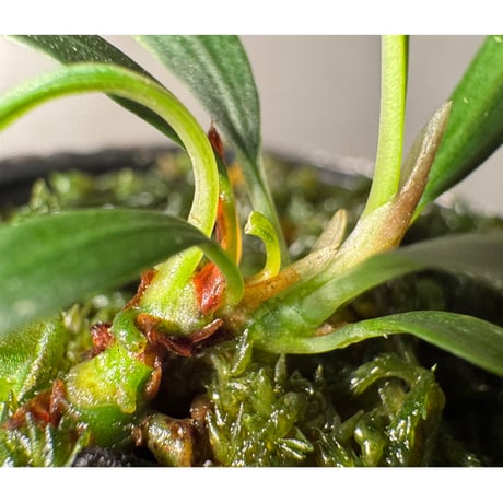 Aridarum cf. montanum from Sanggau West Kalimantan