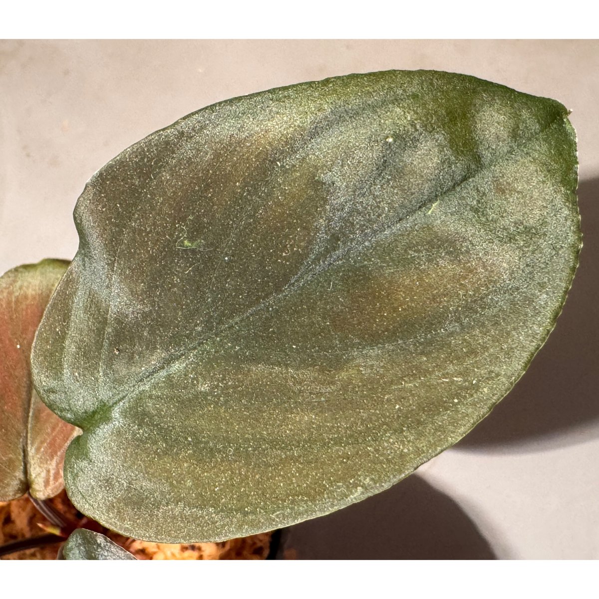 Homalomena sp. from Sarawak Borneo [KSB] | M・R・G・R