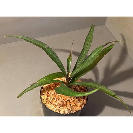 Ardisia sp. from Kapuas Hulu Kalimantan barat