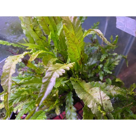 Microsorum sp. Short Dragon Tail