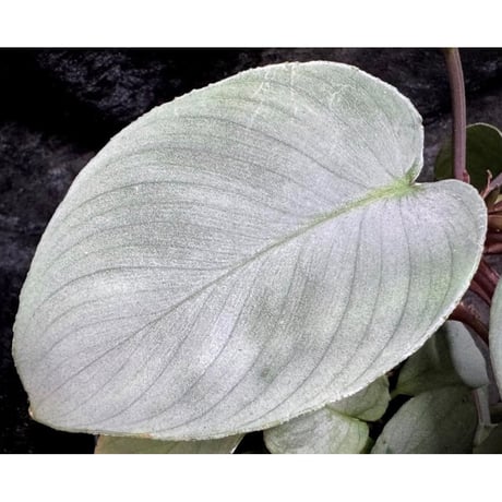 Homalomena "鯖×月" [LA-hyb.22-04]