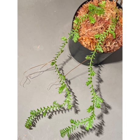 Selaginella sp. from Iquitos Peru [tanakay]