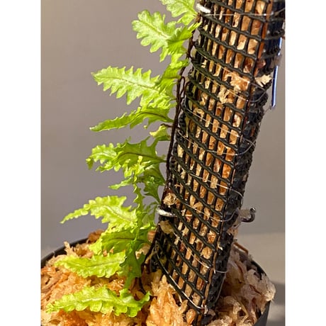 Teratophyllum sp. from Sibolga Timur [HW1017-03]